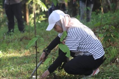 Pelestarian Hutan Konservasi, Dishut Kalsel Lakukan Pemeliharaan Tanaman Ulin di Tahura SA