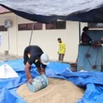 UPB Lingkup Balai Benih TPH Jadi Andalan Kalsel Untuk Produksi Benih Padi Berkualitas