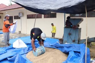 UPB Lingkup Balai Benih TPH Jadi Andalan Kalsel Untuk Produksi Benih Padi Berkualitas