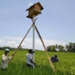 Pencegahan Hama Tikus, BPTPH Kalsel Sarankan Rumah Burung Hantu Sebagai Solusi Ramah Lingkungan