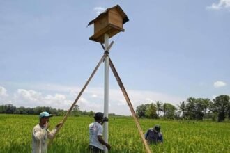 Pencegahan Hama Tikus, BPTPH Kalsel Sarankan Rumah Burung Hantu Sebagai Solusi Ramah Lingkungan