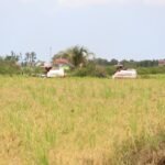 Kalsel Raih Peringkat Pertama Indeks Ketahanan Pangan 2025