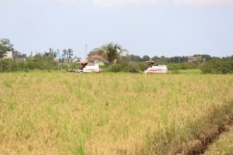 Kalsel Raih Peringkat Pertama Indeks Ketahanan Pangan 2025