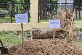 Pemprov Kalsel Berkomitmen Jaga Kelestarian Penyu Laut