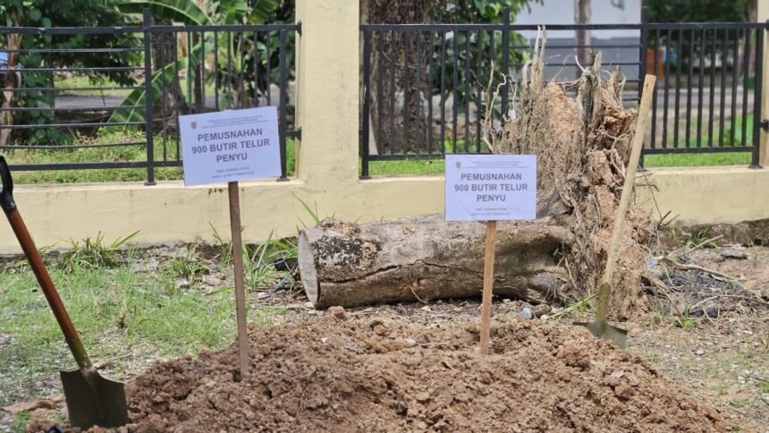 Pemprov Kalsel Berkomitmen Jaga Kelestarian Penyu Laut