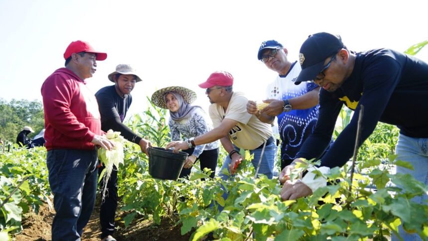 Panen Perdana Bukit Merangkul, DPKP Kalsel Gaungkan Semangat Ketahanan Pangan