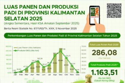 Luas Panen Puncak Padi di Kalsel Capai 65,44 Ribu Hektare