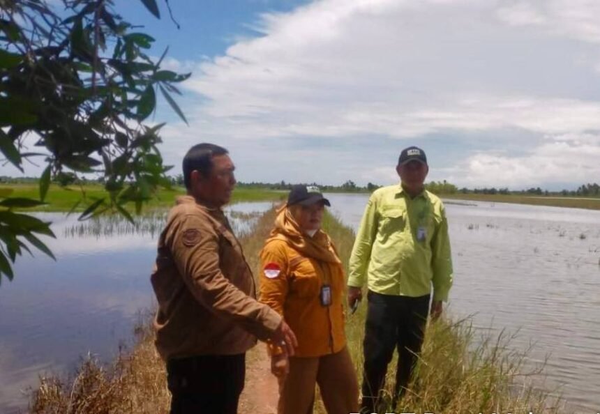 BPTPH Kalsel Gerak Cepat Bantu Petani Banjarbaru Hadapi Dampak Cuaca Ekstrem