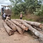 KPH Tanah Laut Amankan Puluhan Batang Kayu Hasil Penebangan Ilegal