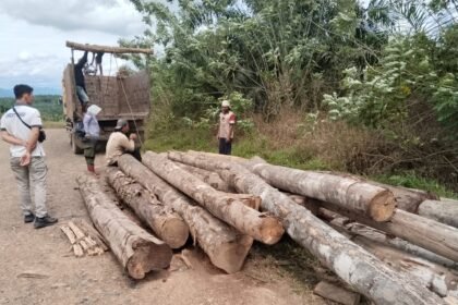 KPH Tanah Laut Amankan Puluhan Batang Kayu Hasil Penebangan Ilegal