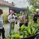 Dinas PKP dan Badan Karantina Kalsel Awasi Ketat Peredaran Bibit Pisang Tak Layak Edar