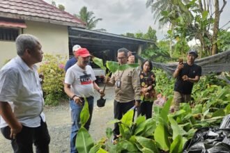 Dinas PKP dan Badan Karantina Kalsel Awasi Ketat Peredaran Bibit Pisang Tak Layak Edar