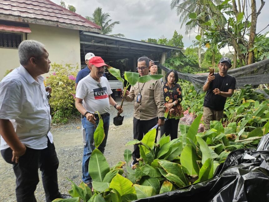 Dinas PKP dan Badan Karantina Kalsel Awasi Ketat Peredaran Bibit Pisang Tak Layak Edar