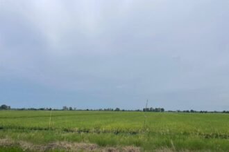 Disdag Kalsel Apresiasi Panen Raya di Batola, Perkuat Optimisme Swasembada Beras