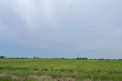 Disdag Kalsel Apresiasi Panen Raya di Batola, Perkuat Optimisme Swasembada Beras