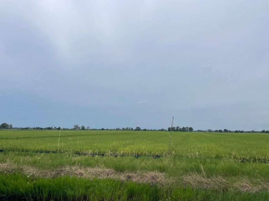Disdag Kalsel Apresiasi Panen Raya di Batola, Perkuat Optimisme Swasembada Beras
