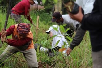 Komitmen Provinsi Hijau, Dishut Kalsel Lakukan Penanaman 300 Pohon Bintaro