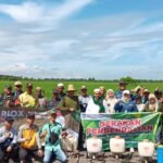 Pasca Banjir, BPTPH Kalsel Perkuat Pengendalian Hama Tikus pada Musim Tanam