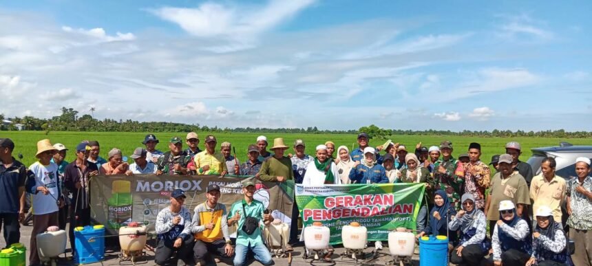 Pasca Banjir, BPTPH Kalsel Perkuat Pengendalian Hama Tikus pada Musim Tanam