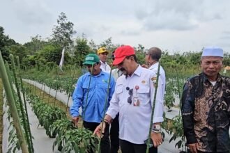 Gerakan Tanam Cabai dan Bawang Merah, Kalsel Perkuat Stabilitas Pangan dan Kendali Inflasi