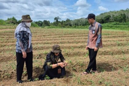 Program Hortikultura 2026, DPKP Kalsel Fokus Komoditas Pengendali Inflasi