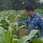 Optimalkan Lahan Kantor, Dinas PMD Kalsel Kembangkan Kebun Tanaman Pangan untuk Ketahanan Keluarga