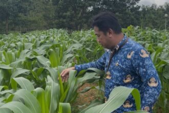 Optimalkan Lahan Kantor, Dinas PMD Kalsel Kembangkan Kebun Tanaman Pangan untuk Ketahanan Keluarga