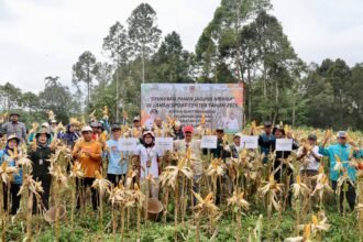 Panen Perdana Jagung Hibrida Bukit Merangkul, DPKP Kalsel Perkuat Ketahanan Pangan