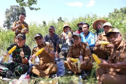 Dukung Ketahanan Pangan, Pemkab Kotabaru Panen Jagung di Desa Sebelimbingan