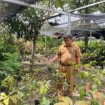 BBTPH Kembangkan Buah Khas Lokal Kalsel Melalui Inovasi Pembenihan