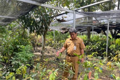 BBTPH Kembangkan Buah Khas Lokal Kalsel Melalui Inovasi Pembenihan