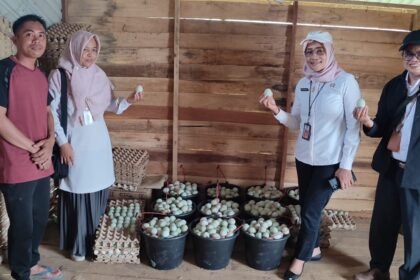 Gencarkan Pengembangan Itik Melalui Inovasi SITI HAWA LARI, Kalsel Perkuat Ketahanan Pangan