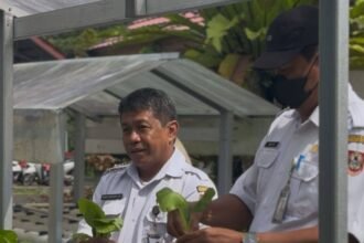 BBTPH Kalsel Panen Sayuran Hidroponik, Bagikan Gratis untuk Warga dan Karyawan