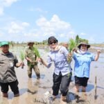 UPB Sungai Tabuk Tanam Benih Padi Lokal Bersertifikat, Perkuat Ketersediaan Benih Unggul