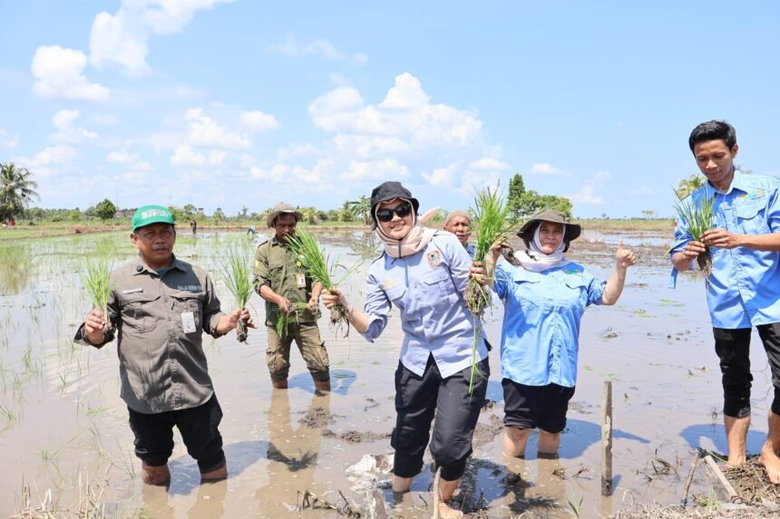 UPB Sungai Tabuk Tanam Benih Padi Lokal Bersertifikat, Perkuat Ketersediaan Benih Unggul
