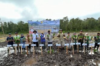 Gerakan Tanam Padi di Sungai Tabuk, DPKP Kalsel Dukung Percepatan Swasembada Pangan