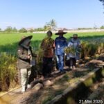 Panen Perdana Padi Apung di Sungai Tabuk, DPKP Kalsel Dorong Pemanfaatan Lahan Rawa