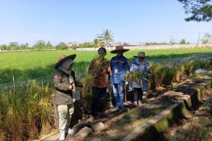 Panen Perdana Padi Apung di Sungai Tabuk, DPKP Kalsel Dorong Pemanfaatan Lahan Rawa