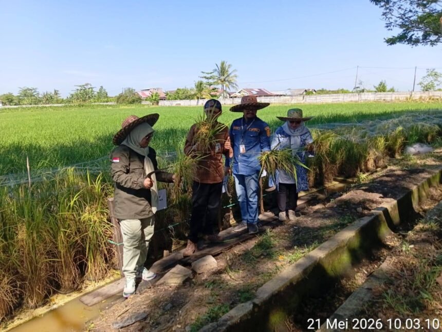 Panen Perdana Padi Apung di Sungai Tabuk, DPKP Kalsel Dorong Pemanfaatan Lahan Rawa