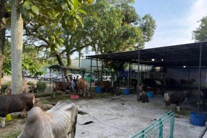 Disbunnak Kalsel Pastikan Ketersediaan dan Kesehatan Hewan Kurban