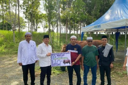Sapi Kurban Bantuan Presiden RI Diserahkan Bupati Andi Rudi Latif  untuk Masyarakat di Hari Raya Idul Adha