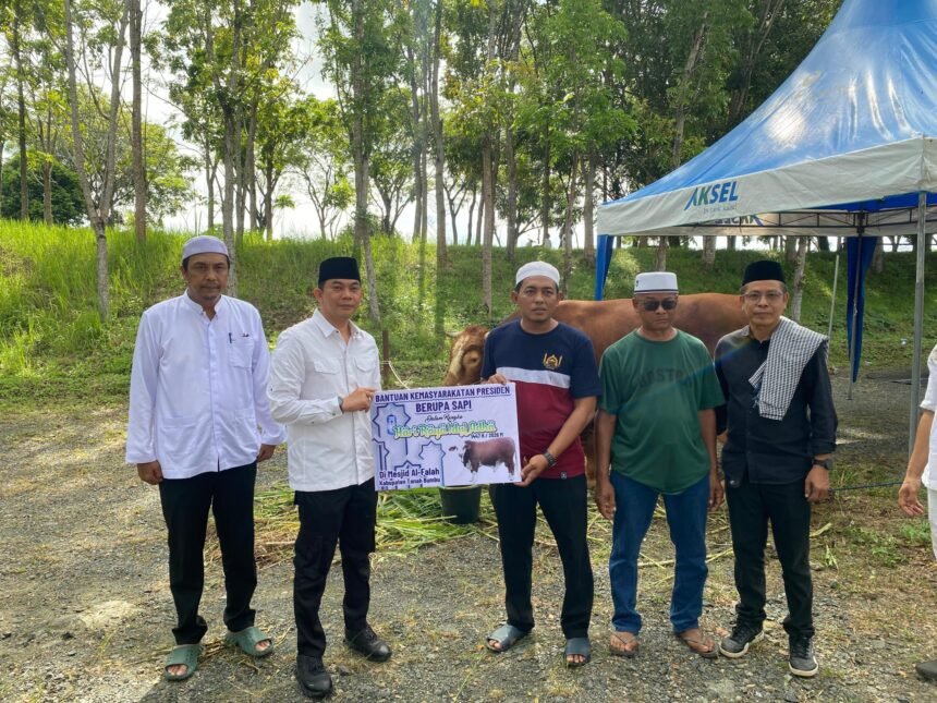 Sapi Kurban Bantuan Presiden RI Diserahkan Bupati Andi Rudi Latif  untuk Masyarakat di Hari Raya Idul Adha